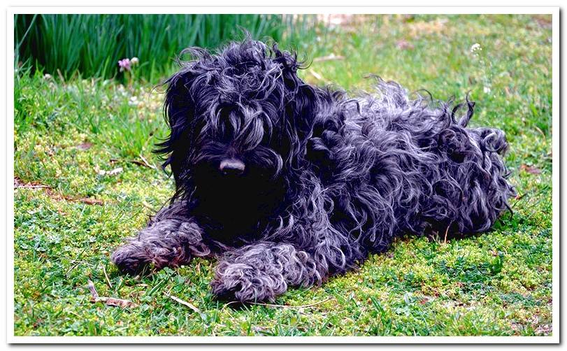 dog-of-breed-puli-with-black-hair