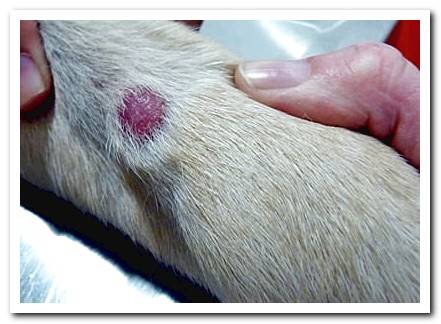 Skin Diseases In Dogs - Complete Guide With Photos - Dogsis