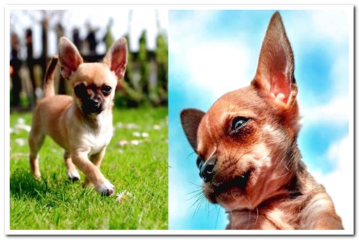 Differences Between Apple Headed Chihuahua And Deer Dogsis