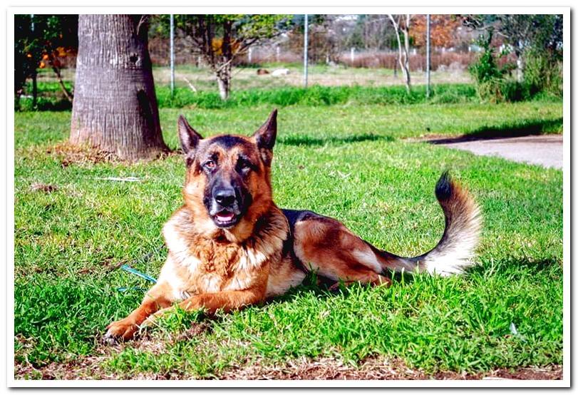 Types of German Shepherd and their characteristics With photos and ...