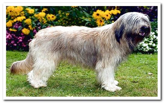 The dog Gos d´Atura - Complete information about the breed - Dogsis